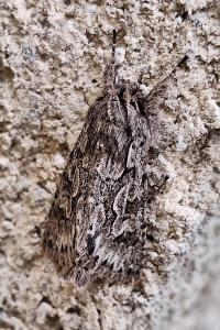 Noctuelle areolée 