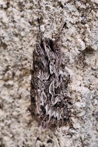 Noctuelle areolée 