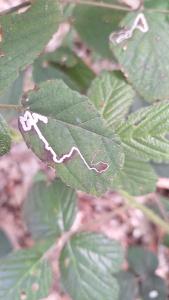 <i>Stigmella aurella</i>