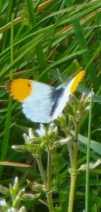 <i>Anthocharis cardamines</i>