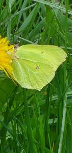 <i>Gonepteryx rhamni</i>