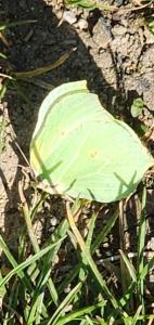 <i>Gonepteryx rhamni</i>