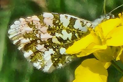 <i>Anthocharis cardamines</i>