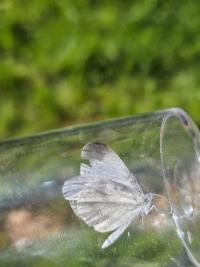 <i>Leptidea sinapis</i>
