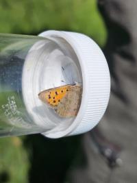 <i>Lycaena phlaeas</i>