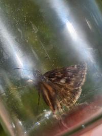 <i>Erynnis tages</i>