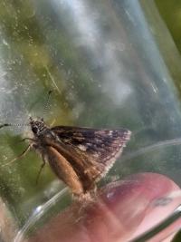 <i>Erynnis tages</i>