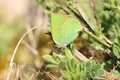 <i>Callophrys rubi</i>