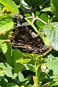 <i>Vanessa atalanta</i>