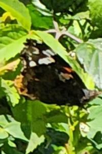 <i>Vanessa atalanta</i>
