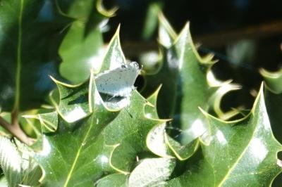 <i>Celastrina argiolus</i>
