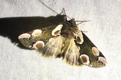 <i>Thyatira batis</i>