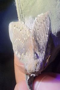 <i>Stauropus fagi</i>