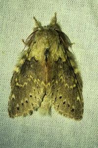 <i>Stauropus fagi</i>
