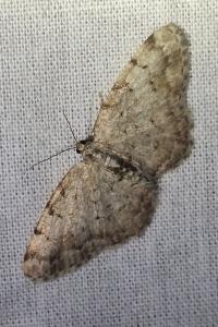 <i>Aethalura punctulata</i>