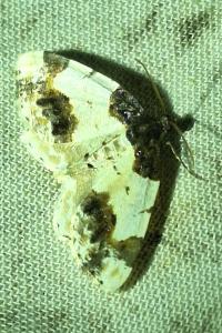 <i>Ligdia adustata</i>