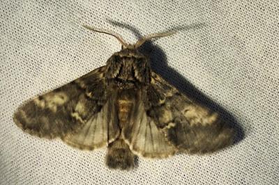 <i>Drymonia ruficornis</i>
