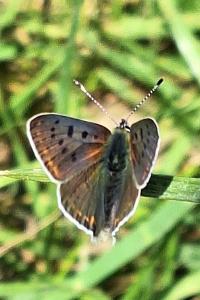 <i>Lycaena tityrus</i>