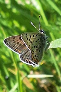 <i>Lycaena tityrus</i>