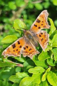 <i>Polygonia c-album</i>