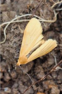<i>Wittia sororcula</i>
