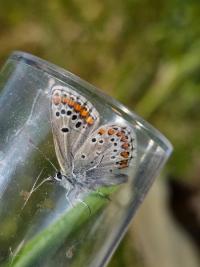 <i>Aricia agestis</i>
