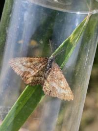 <i>Ematurga atomaria</i>