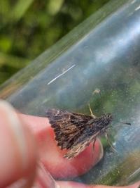 <i>Carcharodus alceae alceae</i>
