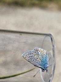 <i>Polyommatus icarus</i>