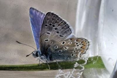<i>Polyommatus icarus</i>