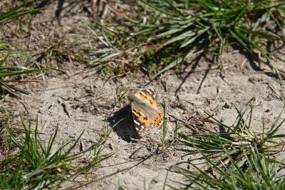<i>Vanessa cardui</i>