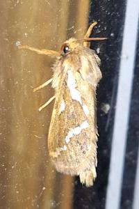 Louvette 