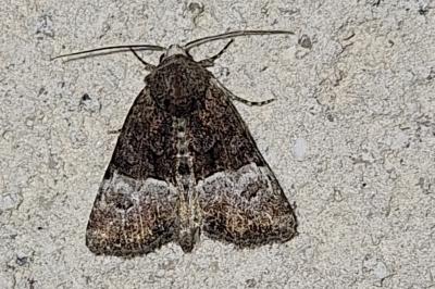 Noctuelle furoncule 