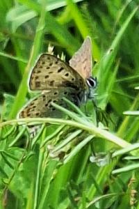 Cuivré fuligineux 