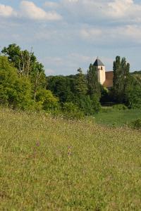 Azuré de l'Ajonc 