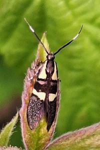 <i>Dasycera oliviella</i>