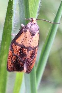 <i>Ptycholoma lecheana</i>
