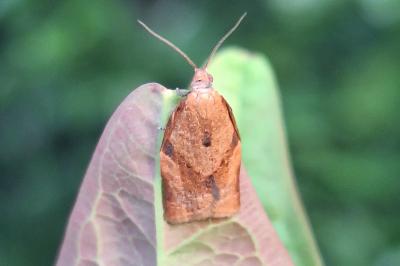 <i>Clepsis consimilana</i>