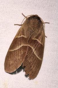 Bombyx de la Ronce 
