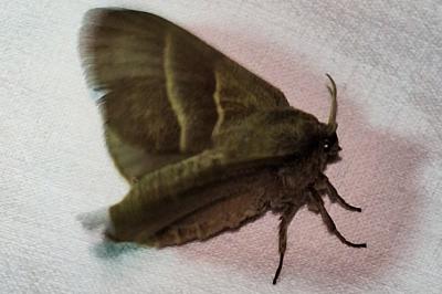 Bombyx de la Ronce 