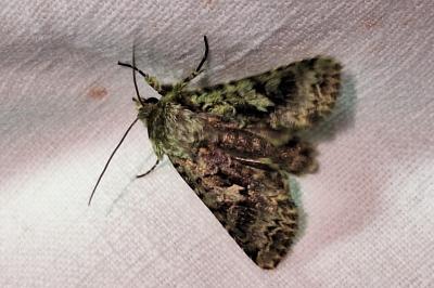 Noctuelle dentine 