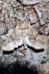 Noctuelle basilaire 