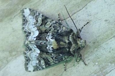 Noctuelle du Dactyle 