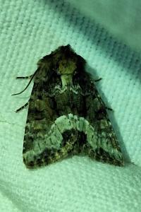 Noctuelle du Dactyle 