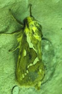 Louvette 