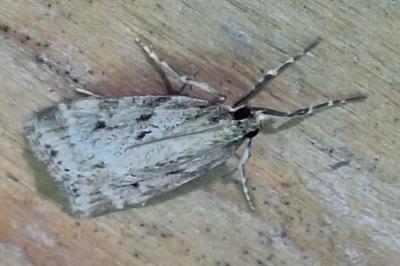 <i>Eudonia pallida</i>