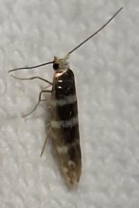 <i>Argyresthia trifasciata</i>