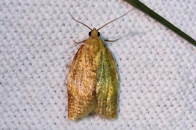 <i>Clepsis consimilana</i>