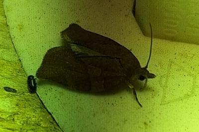 <i>Pandemis heparana</i>