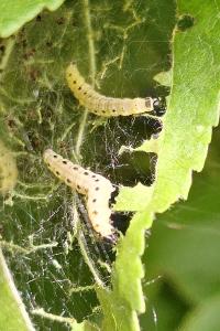 <i>Yponomeuta malinella</i>